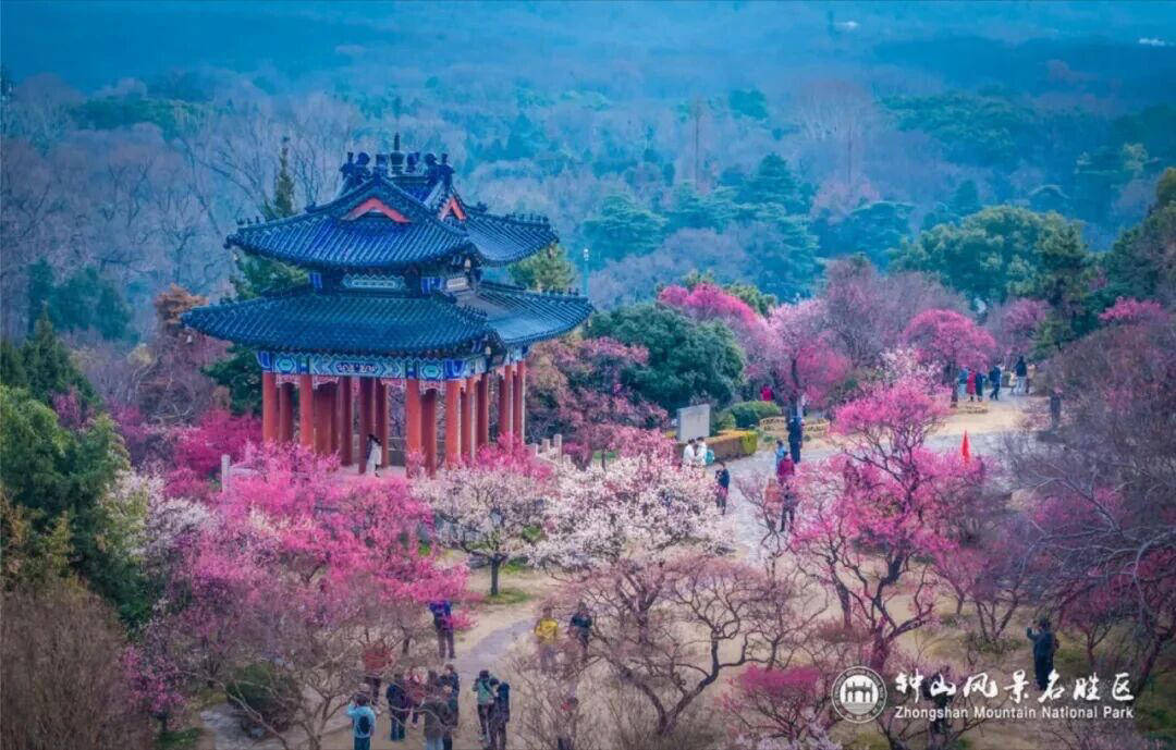 山风景区迎来2026年赏梅季j9平台“春
