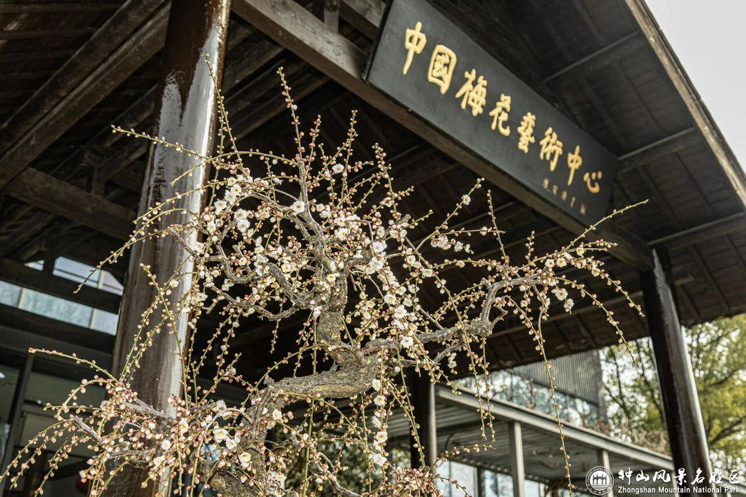 山风景区迎来2026年赏梅季j9平台“春到梅花山”：钟(图2)