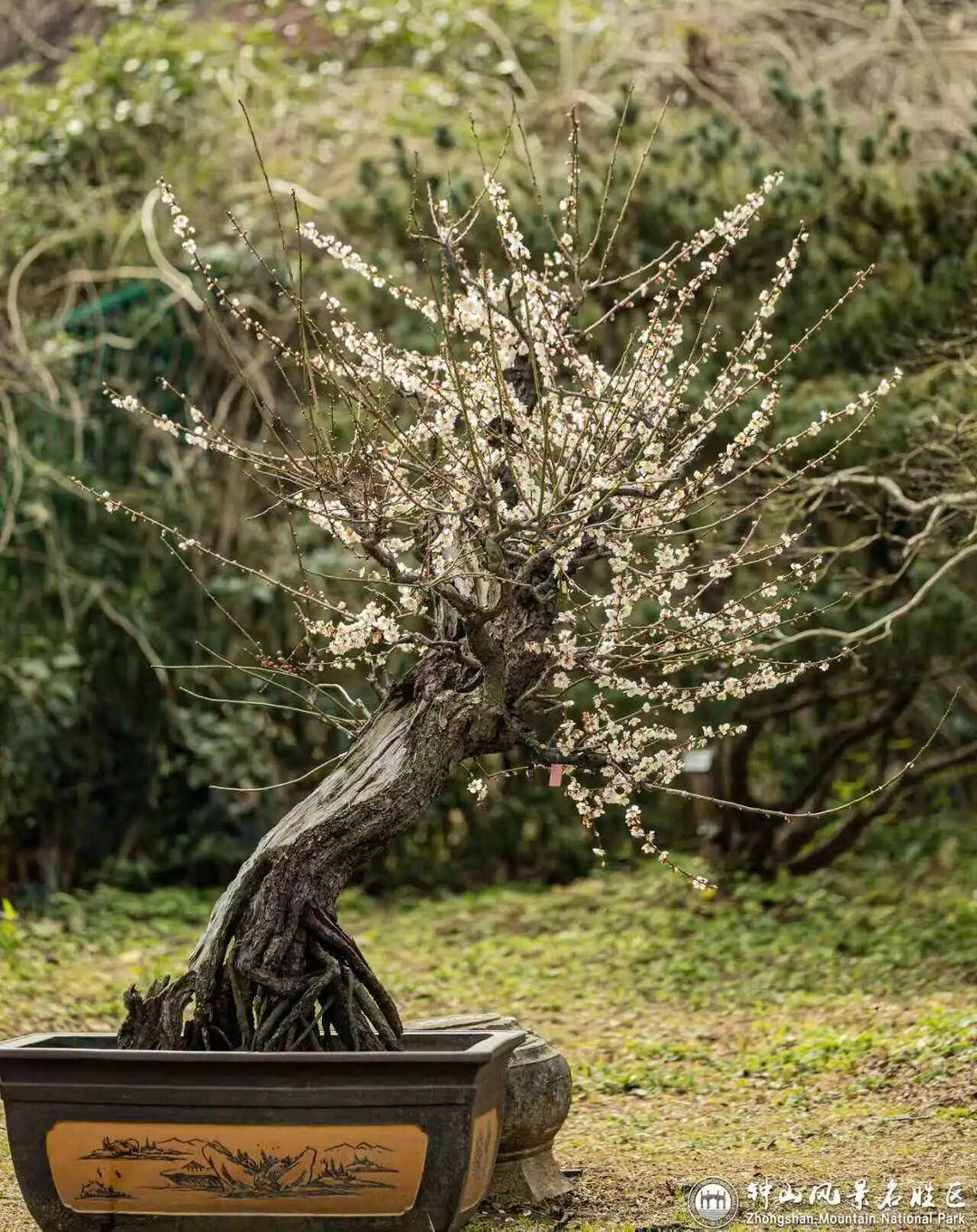 山风景区迎来2026年赏梅季j9平台“春到梅花山”：钟(图3)