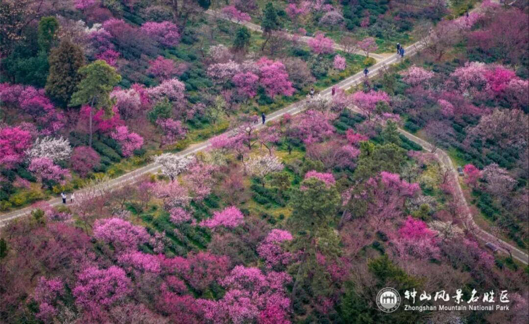 山风景区迎来2026年赏梅季j9平台“春到梅花山”：钟(图4)