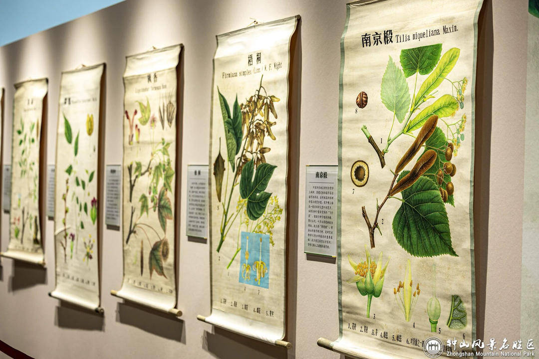 山风景区迎来2026年赏梅季j9平台“春到梅花山”：钟(图6)