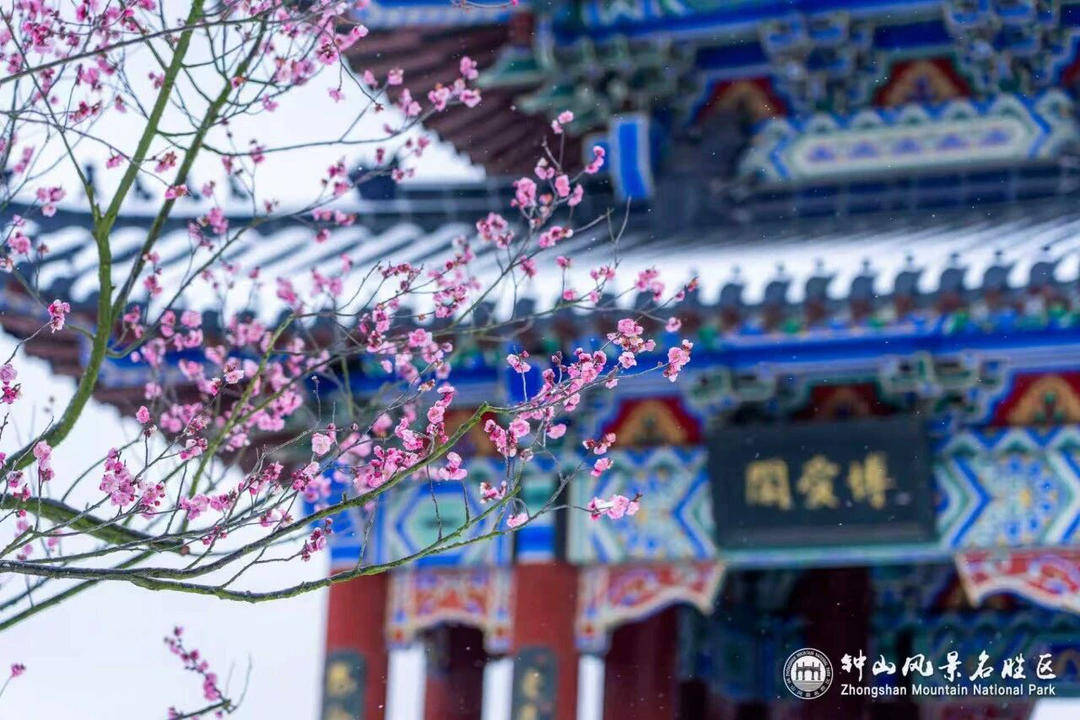 山风景区迎来2026年赏梅季j9平台“春到梅花山”：钟(图7)